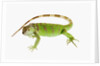 Green Iguana by Anonymous