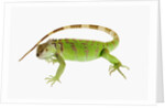 Green Iguana by Anonymous