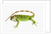 Green Iguana by Anonymous