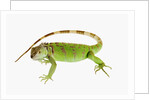 Green Iguana by Anonymous