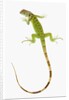Green Iguana by Anonymous