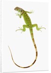Green Iguana by Anonymous