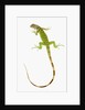 Green Iguana by Anonymous