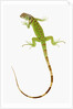 Green Iguana by Anonymous