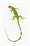 Green Iguana by Anonymous