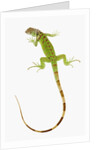 Green Iguana by Anonymous