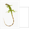 Green Iguana by Anonymous