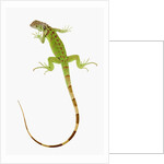 Green Iguana by Anonymous