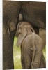 Elephant Calf Suckling by Anonymous