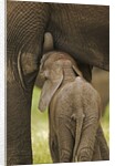 Elephant Calf Suckling by Anonymous