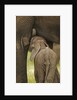 Elephant Calf Suckling by Anonymous