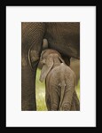 Elephant Calf Suckling by Anonymous