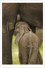 Elephant Calf Suckling by Anonymous