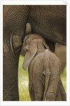 Elephant Calf Suckling by Anonymous