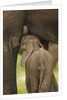 Elephant Calf Suckling by Anonymous