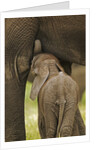 Elephant Calf Suckling by Anonymous