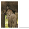 Elephant Calf Suckling by Anonymous