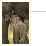 Elephant Calf Suckling by Anonymous
