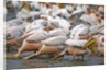 White Pelicans in Fishing Formation by Anonymous