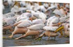 White Pelicans in Fishing Formation by Anonymous