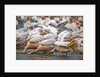 White Pelicans in Fishing Formation by Anonymous