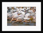 White Pelicans in Fishing Formation by Anonymous