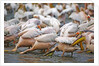 White Pelicans in Fishing Formation by Anonymous