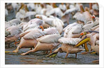 White Pelicans in Fishing Formation by Anonymous
