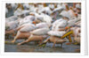 White Pelicans in Fishing Formation by Anonymous