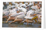 White Pelicans in Fishing Formation by Anonymous