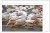 White Pelicans in Fishing Formation by Anonymous