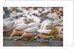 White Pelicans in Fishing Formation by Anonymous