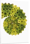 Tail of Meller's Chameleon by Anonymous