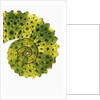 Tail of Meller's Chameleon by Anonymous