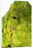 Eyes of a Meller's Chameleon by Anonymous