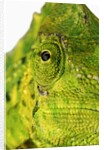Eyes of a Meller's Chameleon by Anonymous