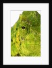 Eyes of a Meller's Chameleon by Anonymous