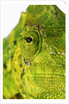 Eyes of a Meller's Chameleon by Anonymous