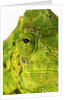 Eyes of a Meller's Chameleon by Anonymous