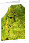Eyes of a Meller's Chameleon by Anonymous