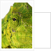 Eyes of a Meller's Chameleon by Anonymous