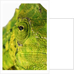 Eyes of a Meller's Chameleon by Anonymous
