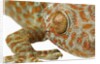 Eye of a Tokay Gecko by Anonymous