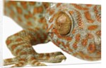 Eye of a Tokay Gecko by Anonymous