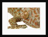 Eye of a Tokay Gecko by Anonymous