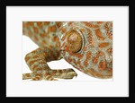 Eye of a Tokay Gecko by Anonymous
