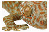 Eye of a Tokay Gecko by Anonymous