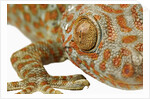 Eye of a Tokay Gecko by Anonymous