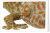 Eye of a Tokay Gecko by Anonymous
