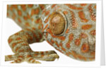 Eye of a Tokay Gecko by Anonymous